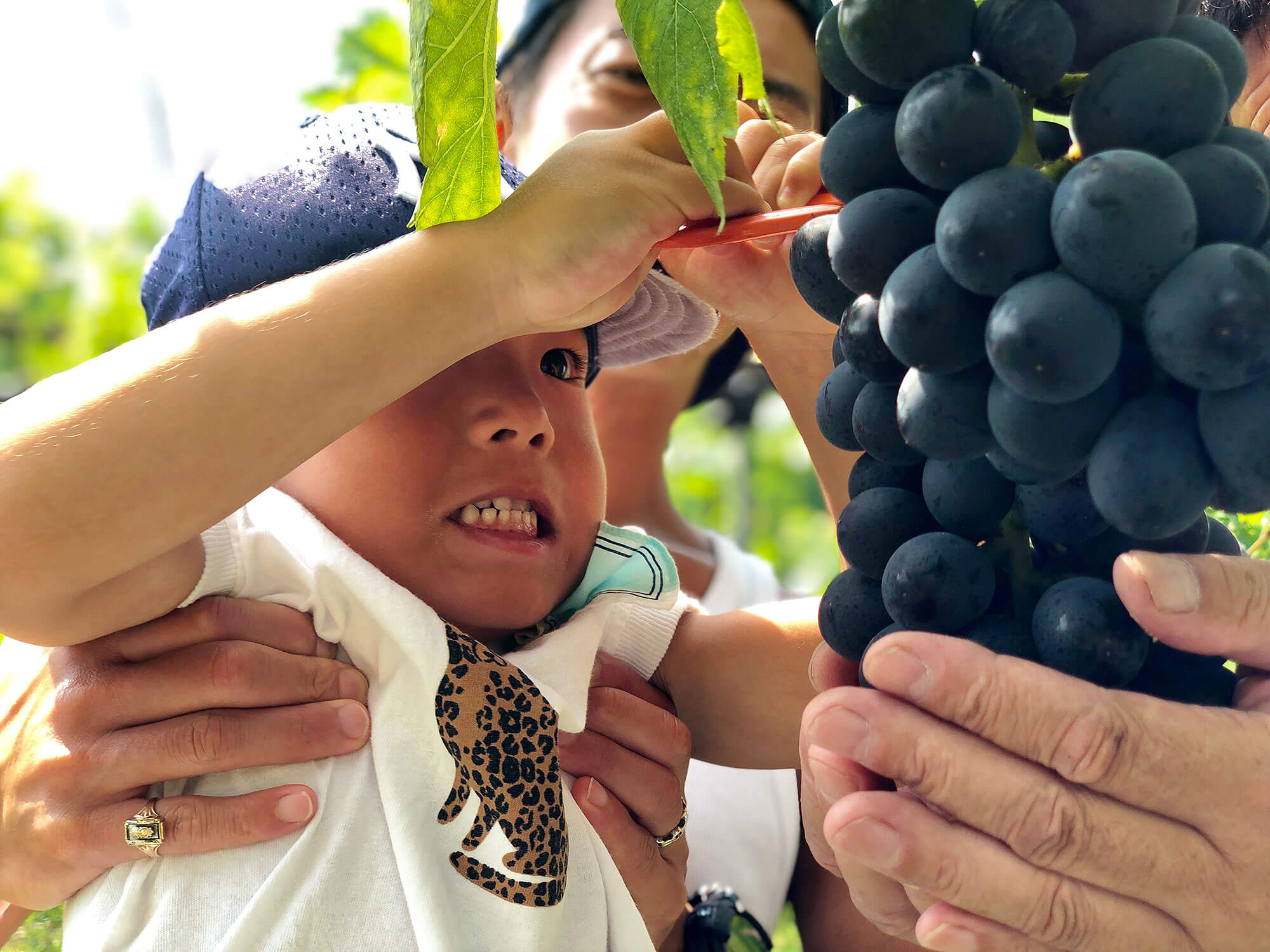 初めてのぶどう狩り