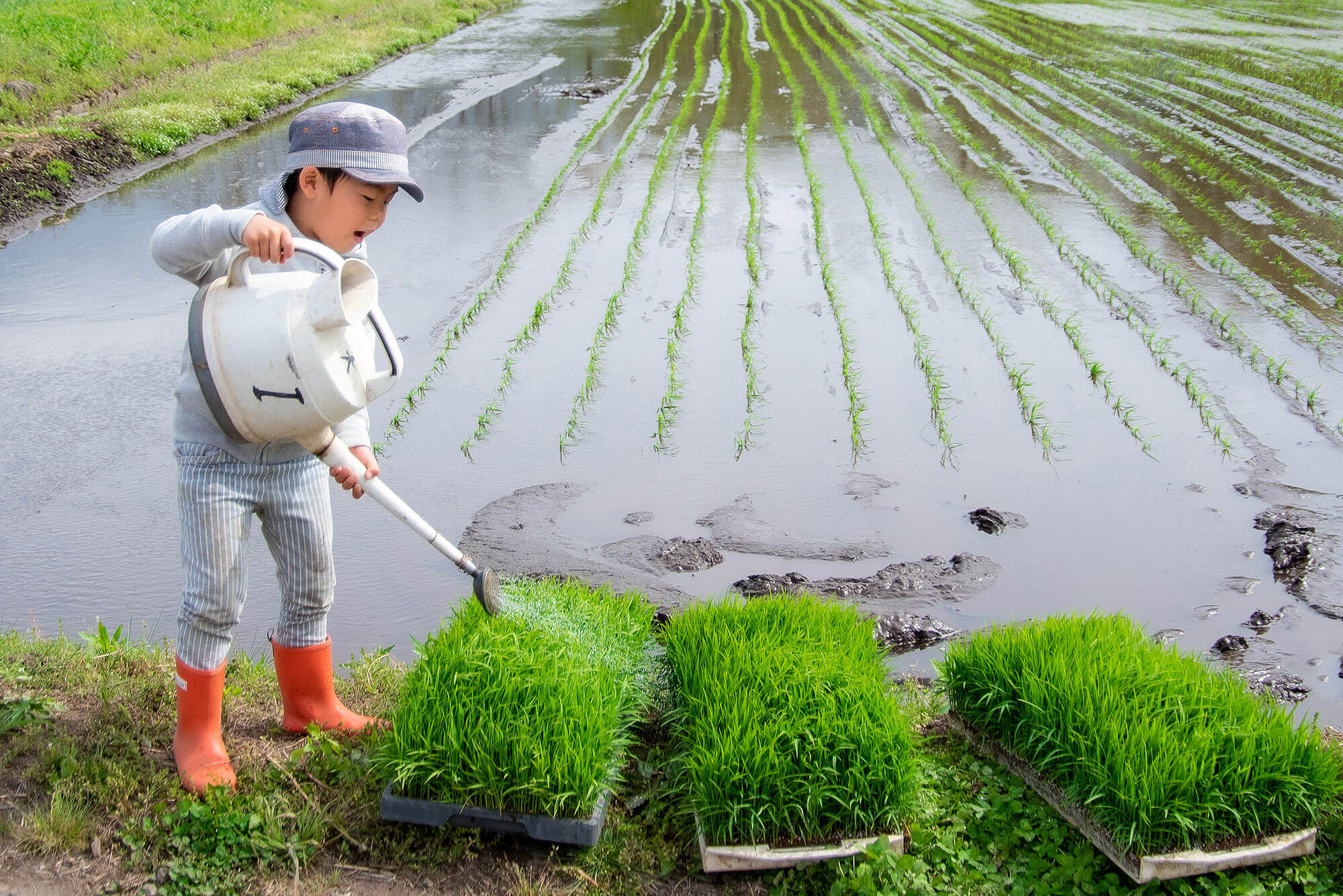 初めての田植え