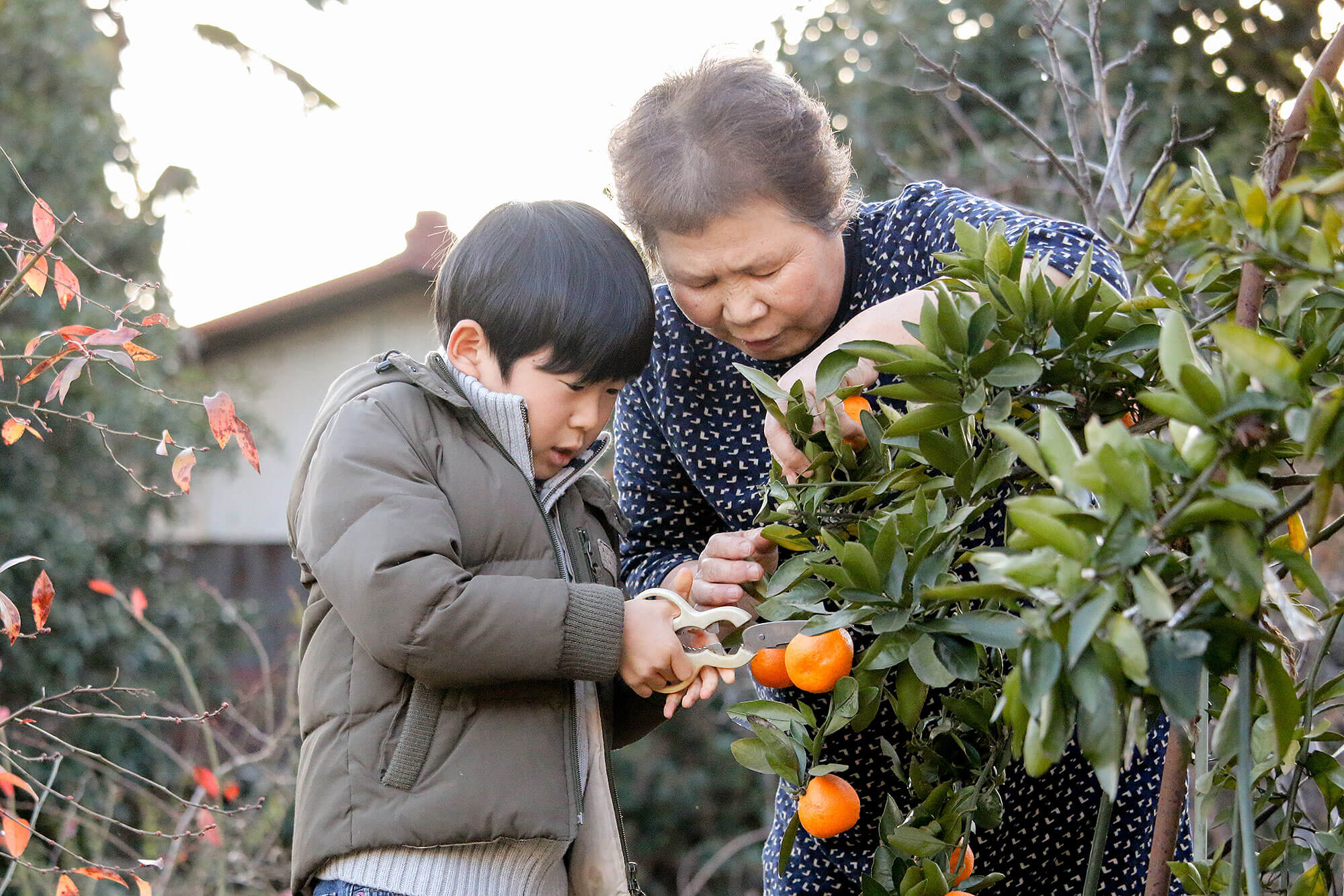 みかん、がんばってとったよ